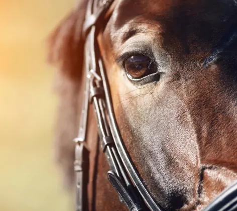 Close up shot of a horse's eye